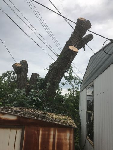 Tree Removal for Benjamin & Sons in Elmira, NY