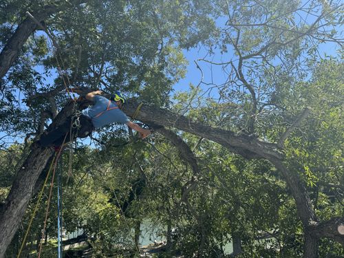 Tree Pruning for Braun Tree Service in Floresville, Texas