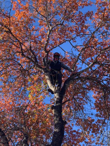 Tree Pruning for Braun Tree Service in Cameron, TX