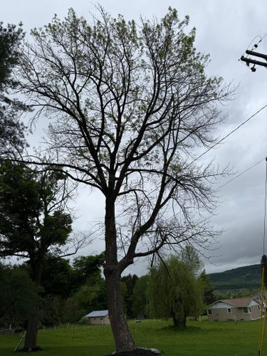  for Sterlings Tree Removal in Cobleskill, New York