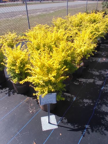 Installation of trees and shrubs . for Landrum’s Lawn & Tractor Services in Blountstown, FL