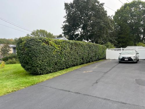 Shrub Trimming for Jose & Sons Landscaping in New Bedford, MA