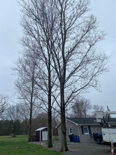 Fall and Spring Clean Up for Atwood’s Tree Care in Liberty,  KY