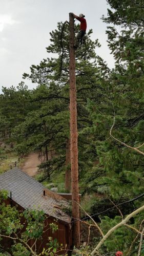 Tree Pruning & Removal for Beetle Busters LLC in Centennial, CO