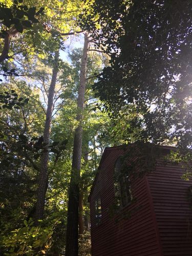  for Leonard’s Tree Service in Toano, VA