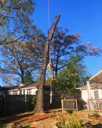  for Kingdom Tree Cuts in Birmingham, AL