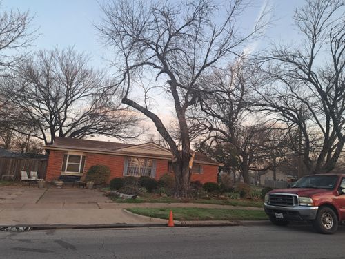 Tree Trimming for Chico's Tree Service in Dallas, TX