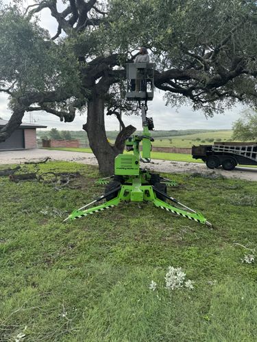 Tree Pruning for Braun Tree Service in Floresville, Texas