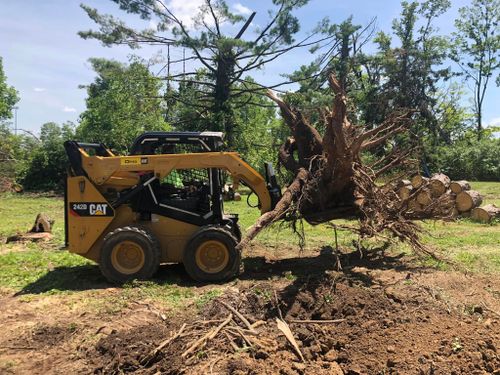 Tree Removal for Pro Tree Trim & Removal, Llc in Dayton, OH