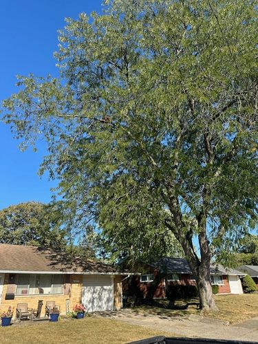 Tree Removal for Pro Tree Trim & Removal, Llc in Dayton, OH