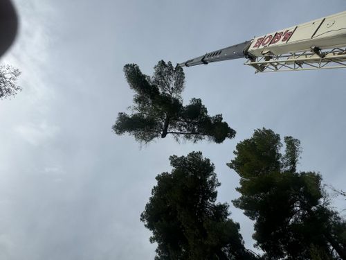 Tree Services for The Tree Fairy in Julian, CA