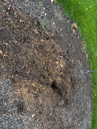 Stump Removal for Conrad's Stump Removal in Columbus, IN