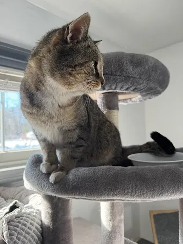 Lewy for Sullivan Sanctuary of Maine in Brunswick, ME