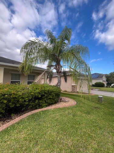 Tree Services for Ludlows Services in Clermont, FL