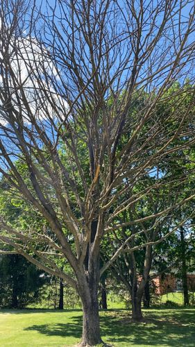 All Photos for Gray's Tree Service  in Shenandoah County, VA