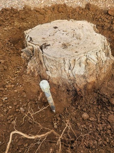 Tree Removal for T's Tree Service and Firewood in Apache Junction, AZ