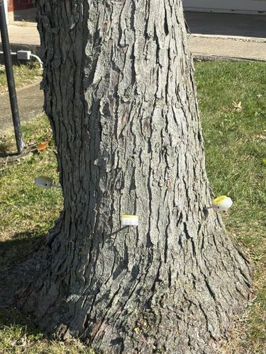  for Dig-It Tree Company in , 