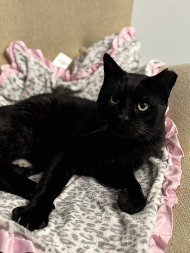 Popcorn for Sullivan Sanctuary of Maine in Brunswick, ME