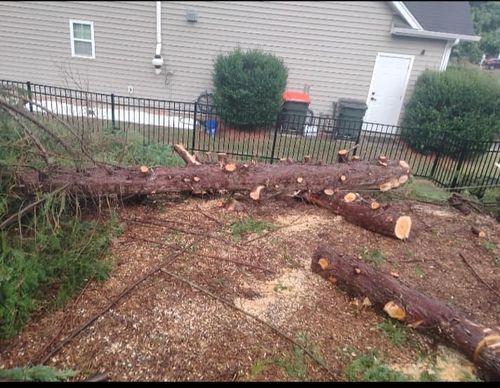 Tree Trimming for All Tree Property Services in Charlotte, NC