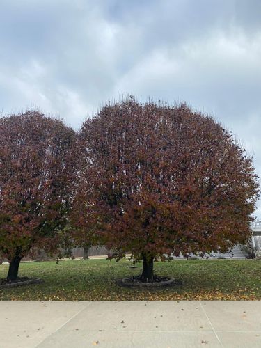 Fall and Spring Clean Up for Atwood’s Tree Care in Liberty,  KY