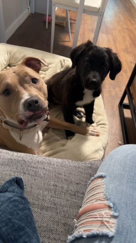 Animal Sanctuary for Sullivan Sanctuary of Maine in Brunswick, ME