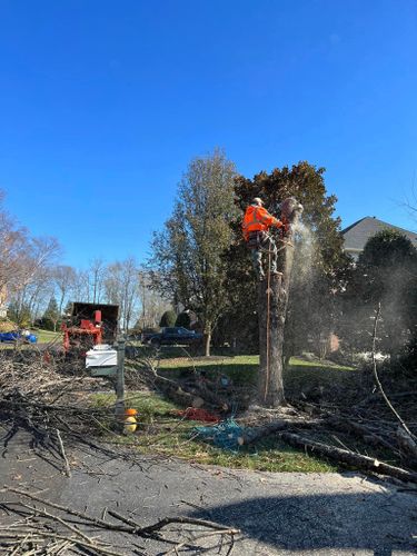 Tree Trimming for DIAZ TREE in Stafford, VA