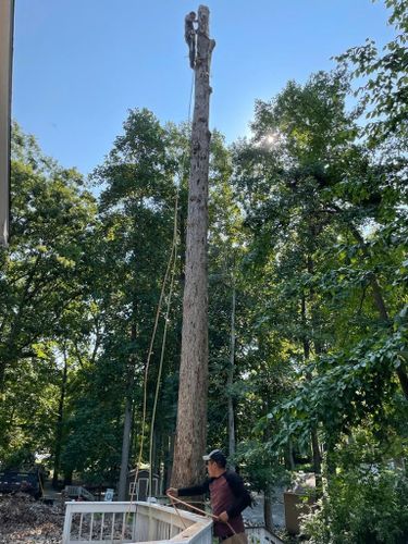 Tree Removal for Rosales Landscaping LLC in Lake Gaston, North Carolina