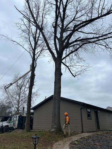 Tree Removal for Optimum Tree Service And Landscaping in Bowling Green, KY