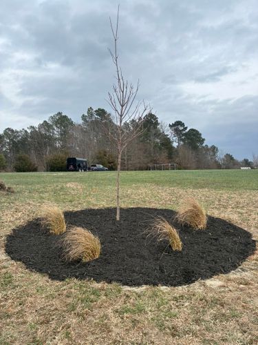 Tree & Shrub Care for Palmetto State Landscaping in Gaffney, SC