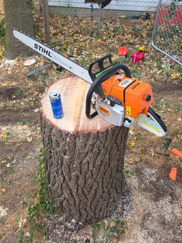  for D Hale Tree Service in Ann Arbor, MI