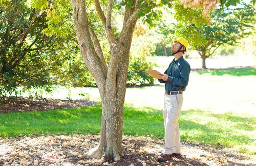 Tree Removal for Clovis Outdoor Services in Stony Brook, New York
