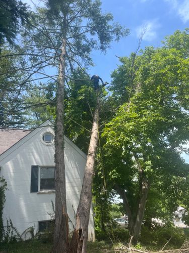  for Ricky's Tree Service & Property Care in Orange, VA