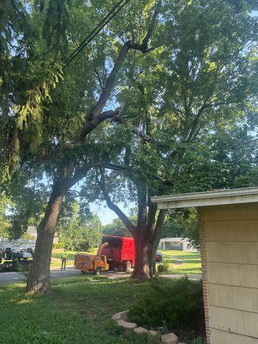 All Photos for Pro Tree Trim & Removal, Llc in Dayton, OH