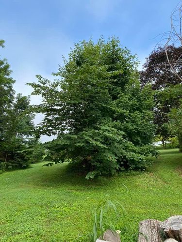 Tree Removal for Atwood’s Tree Care in Liberty,  KY