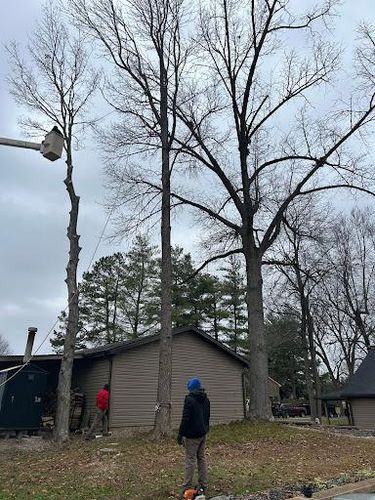 Tree Trimming for Optimum Tree Service And Landscaping in Bowling Green, KY