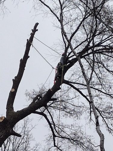  for Dan's Tree Service LLC in Bemidji, MN