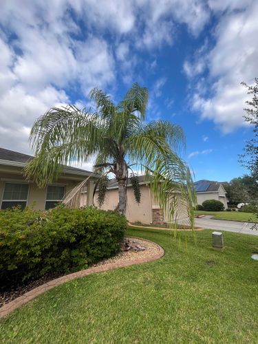 Tree Services for Ludlows Services in Clermont, FL
