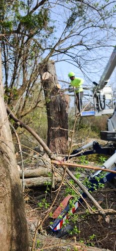 All Photos for Pro Tree Trim & Removal, Llc in Dayton, OH