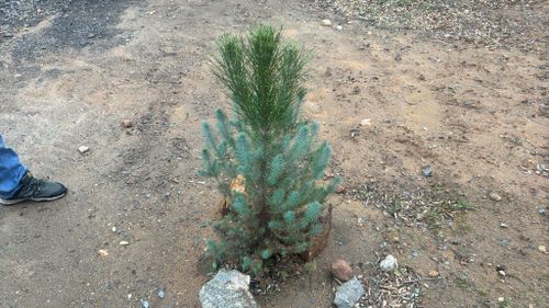 Property Beautification for The Tree Fairy in Julian, CA