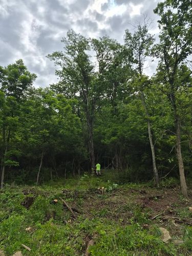 All Photos for Carpenter's Tree Service in Aurora, IN