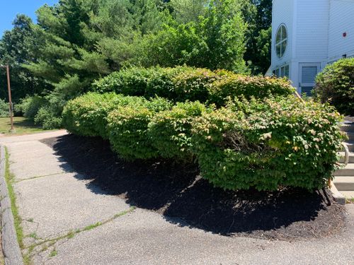 Hedge Trimming for Murray Mowing and More in Ashaway, RI