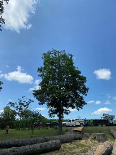 Tree Removal for Atwood’s Tree Care in Liberty,  KY