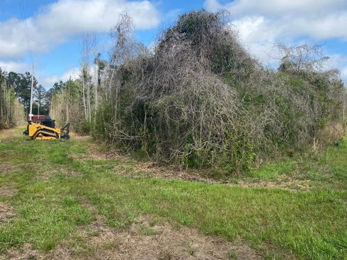 Tree Trimming & Removal for South Mississippi Land Management LLC in Columbia, Mississippi