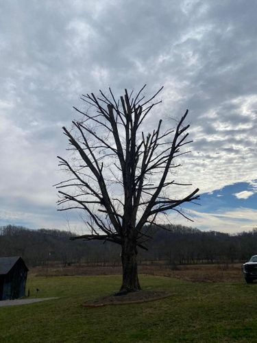 Fall and Spring Clean Up for Atwood’s Tree Care in Liberty,  KY