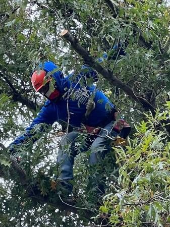 Tree Trimming for Orlando's Tree Services in , 