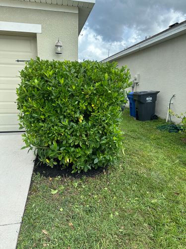 Lawn Maintenance for The Yardman in Tampa, FL