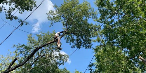 Tree Removal for Tree2Tree Tree Service in Sherman, Texas