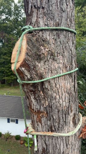 All Photos for Ramirez Tree Care in Elkin, NC