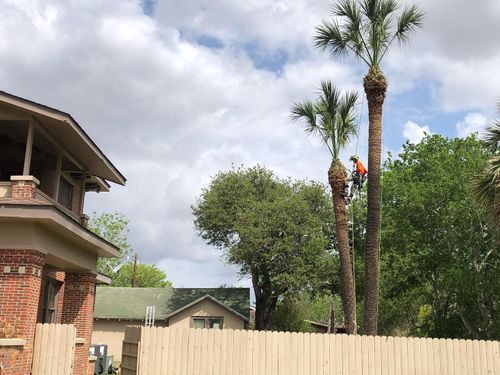 Tree Pruning for Braun Tree Service in Cameron, TX