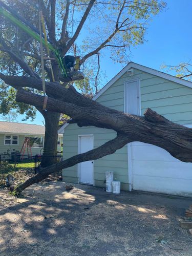 Tree Removal for Allstate Tree Service in Fridley, MN